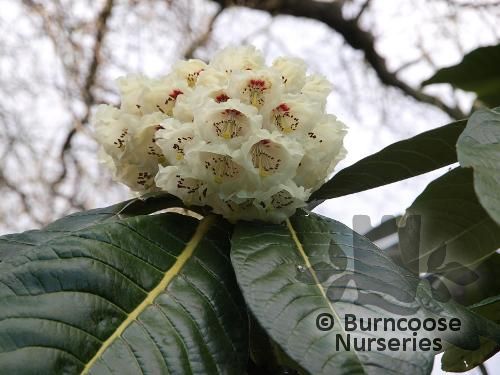 RHODODENDRON sinogrande  